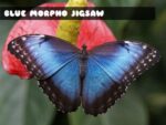Blue Morpho Butterfly Jigsaw Puzzle